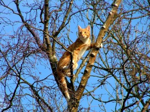 picture cat in tree