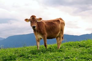 Cow on a meadow