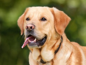 Pic of yellow labrador